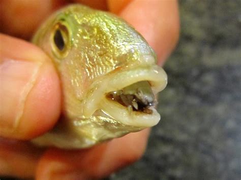 Horrific Parasite Replaces Fish Tongues with Their Own Bodies.